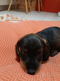 Cucciola bassotto a pelo ruvido pedigree