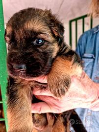 Cucciolo pastore tedesco
