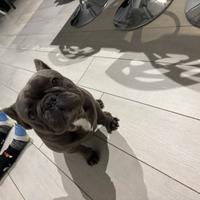 Bulldog francese maschio per monta