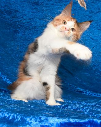 Cuccioli Maine Coon