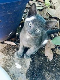 Gatto- cucciolo Blu