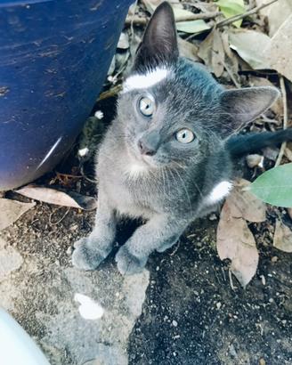 Gatto- cucciolo Blu
