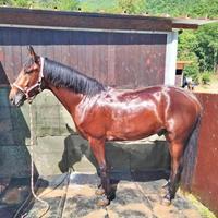 Cavallo