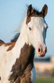 Puledro e Puledra Paint Horse