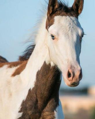 Puledro e Puledra Paint Horse