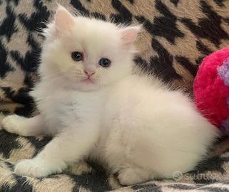 Gattina femmina persiano normotipico