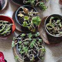 piante grasse e no a poco 4 piante 15Euro