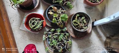 piante grasse e no a poco 4 piante 15Euro
