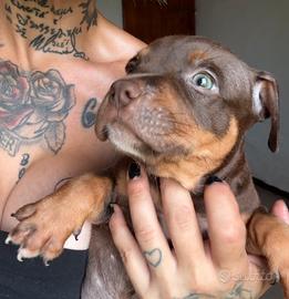 Pit Bull Choco Tricolor con pedigree anche a rate