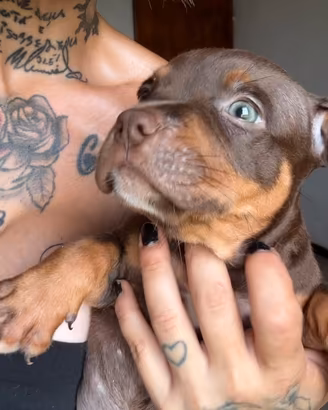 Pit Bull Choco Tricolor con pedigree anche a rate