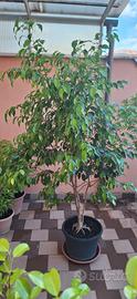 ficus benjamin grande