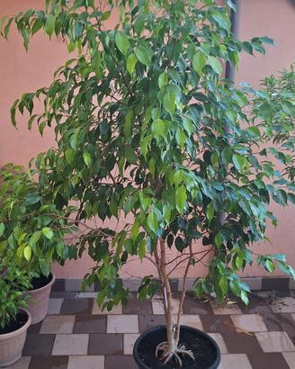 ficus benjamin grande