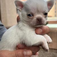 Chihuahua maschi mini toy 60 gg pedegree enci