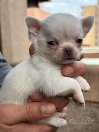 Chihuahua maschi mini toy 60 gg pedegree enci