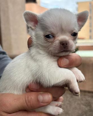 Chihuahua maschi mini toy 60 gg pedegree enci