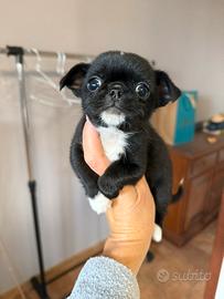 Chihuahua