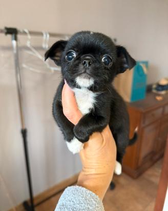 Chihuahua
