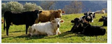 Vacche da latte per pascolo