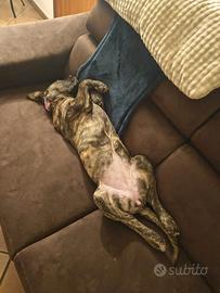 Cucciola incrocio dogue de bordeaux/corso