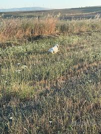 Setter inglese bianco arancio