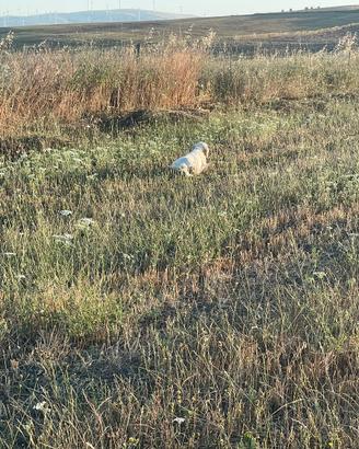 Setter inglese bianco arancio