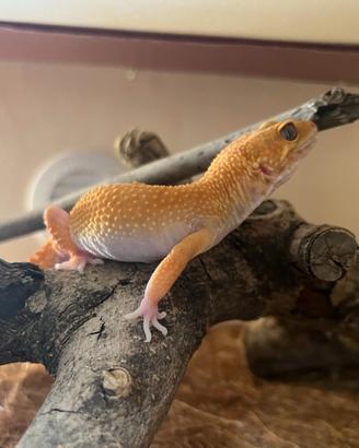 Gechi Leopardino