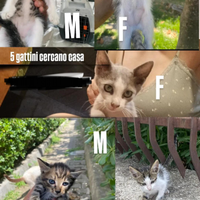 5 Gattini cuccioli gratis Campania napoli Caserta
