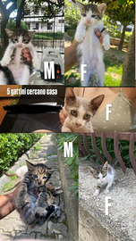 5 Gattini cuccioli gratis Campania napoli Caserta