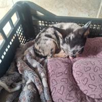 Chihuahua merle