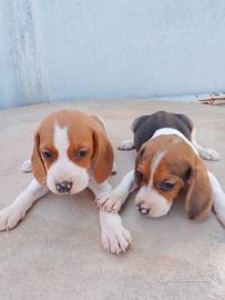 Beagle piccola taglia