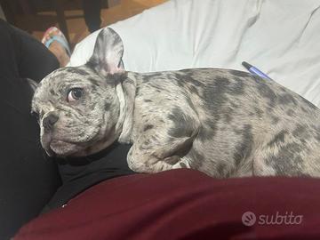 Bulldog francese femmina