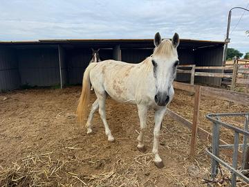 Appaloosa