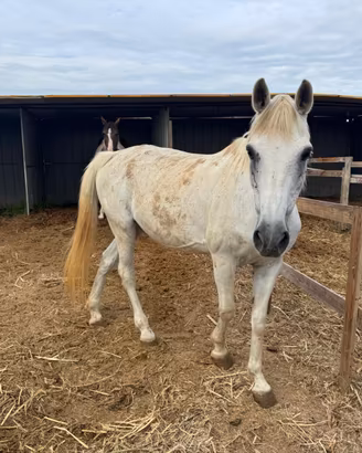 Appaloosa