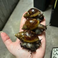 Chiocciole giganti africane L. Fulica standard