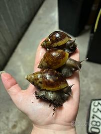 Chiocciole giganti africane L. Fulica standard