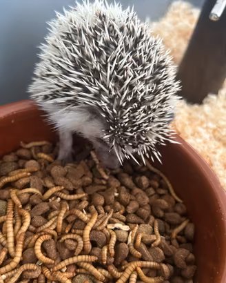 Ricci Africani