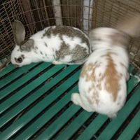 Coppia di conigli pezzati