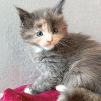 Maine Coon pedigree Afef ~Celine