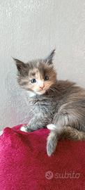 Maine Coon pedigree Afef ~Celine
