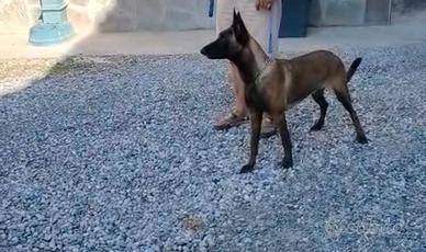 Pastore belga Malinois