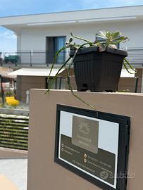 B&B a Santa Maria di Castellabate Dimoradipa.it