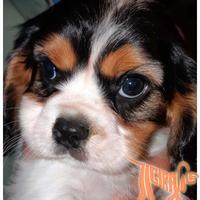 Cuccioli di CAVALIER KING CHARLES SPANIEL