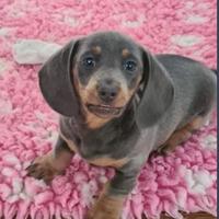 Cuccioli di bassotti kaninchen blu e cioco