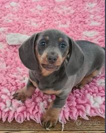 Cuccioli di bassotti kaninchen blu e cioco