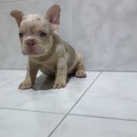 Bulldog francese esotico