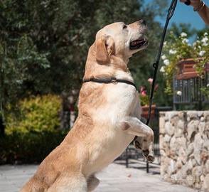 Labrador Adozione Stallone