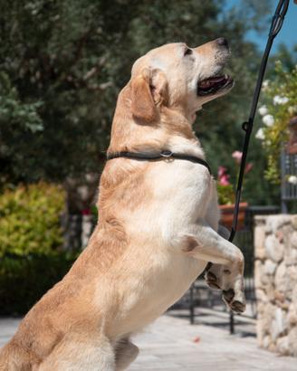 Labrador Adozione Stallone