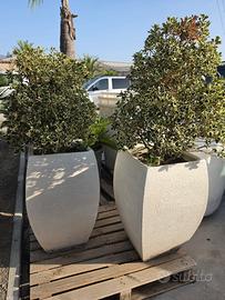 piante da giardino 