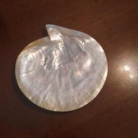  Conchiglia in madreperla 