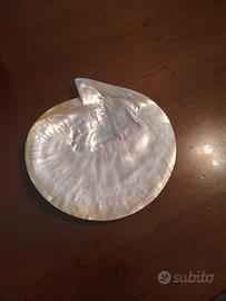  Conchiglia in madreperla 